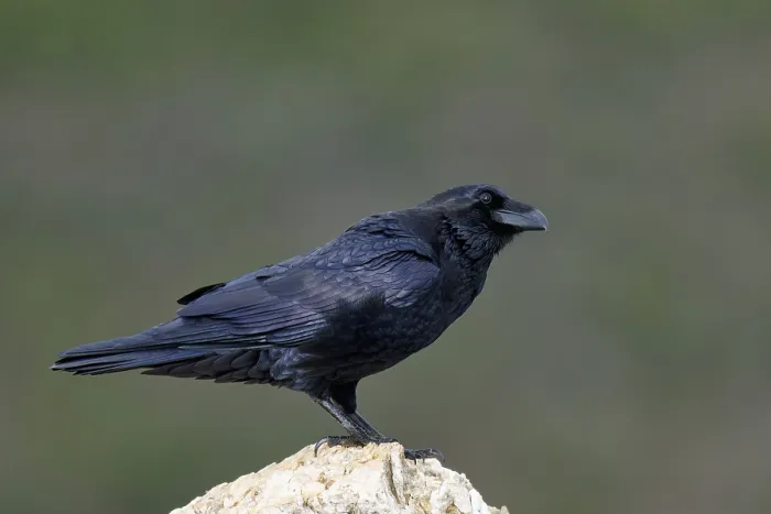 Framed Print : Raven (Corvus corax) on a rock, Extremadura, Spain