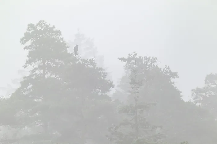 Framed Print : A raven (Corvus corax) sits on a pine tree in fog