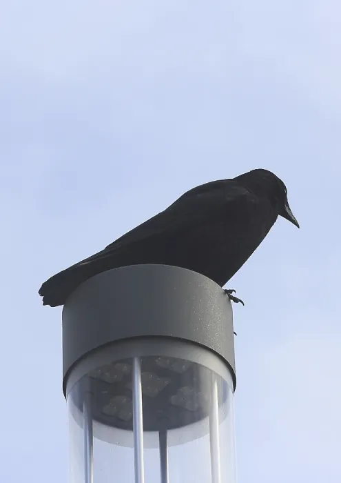 Framed Print : Raven crow (Corvus corone), on a lantern Framed Print : Raven crow (Corvus corone), on a lantern