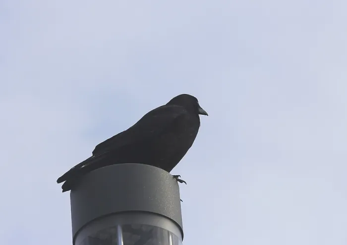 Framed Print : Raven crow (Corvus corone), on a lantern Framed Print : Raven crow (Corvus corone), on a lantern