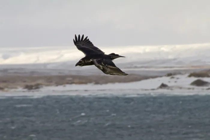 Framed Print : Raven in flight over ocean (Commander Islands) Framed Print : Raven in flight over ocean (Commander Islands)