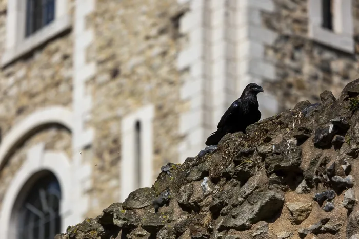 Framed Print : Raven looking out from a stone wall near a historic castle featuring arched windows at The Tower of London