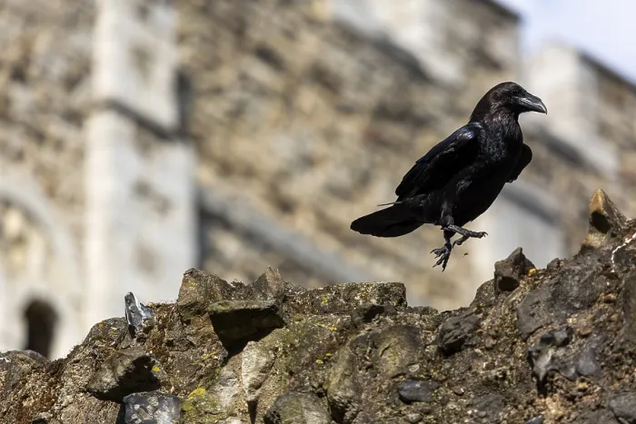 Framed Print : A raven mid-flight from a stone wall near an ancient building structure at The Tower of London Framed Print : A raven mid-flight from a stone wall near an ancient building structure at The Tower of London