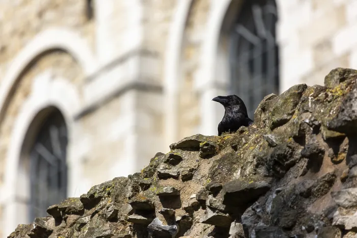 Framed Print : A raven perched on a moss-covered stone wall in front of an ancient building with arched windows at The Tower of London Framed Print : A raven perched on a moss-covered stone wall in front of an ancient building with arched windows at The Tower of London