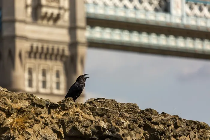 Framed Print : Raven perched on a stone wall with Tower Bridge in the background under a sunny sky at The Tower of London