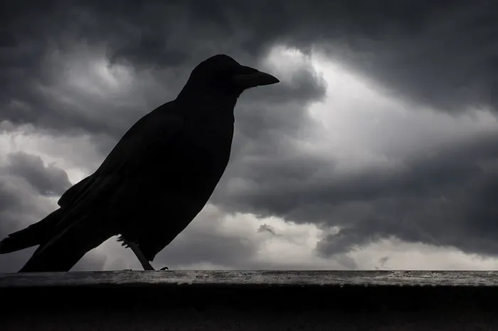 Framed Print : A raven silhouette against a backdrop of dark