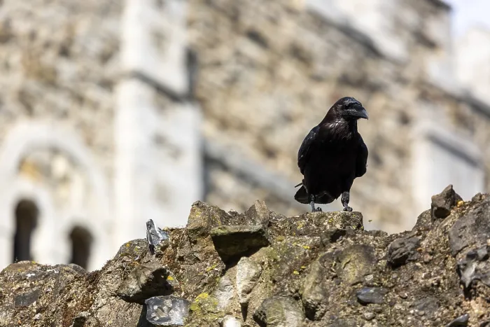 Framed Print : Raven standing atop a rugged stone wall in front of a gothic architectural structure at The Tower of London