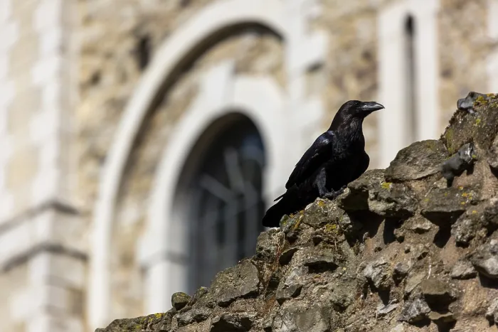 Framed Print : Raven on a stone wall against the backdrop of a historic building with arched structures at The Tower of London Framed Print : Raven on a stone wall against the backdrop of a historic building with arched structures at The Tower of London