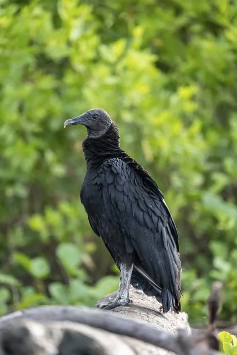 Framed Print : Raven vulture (Coragyps atratus)
