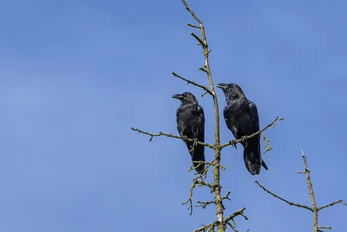 Framed Print : Ravens (Corvus corax) are very callous and talkative birds Framed Print : Ravens (Corvus corax) are very callous and talkative birds