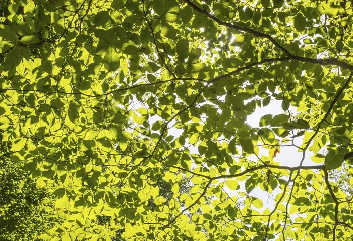 Framed Print : A ray of light falls through the canopy of a beech forest Framed Print : A ray of light falls through the canopy of a beech forest