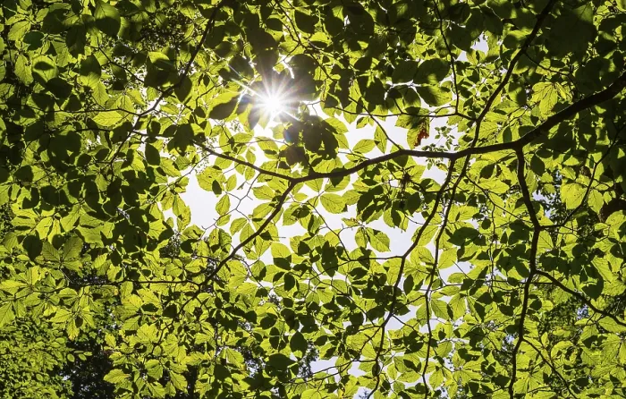 Framed Print : A ray of light falls through the canopy of a beech forest Framed Print : A ray of light falls through the canopy of a beech forest