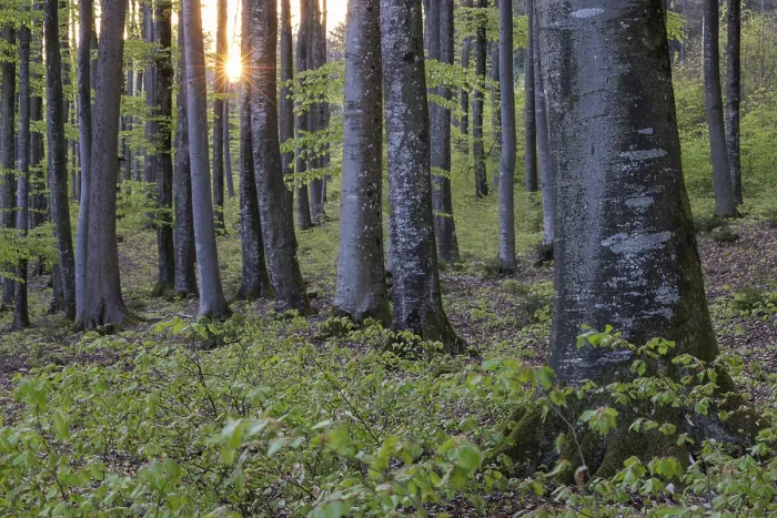 Framed Print : The last rays of the day fall diagonally through the trees in a green forest