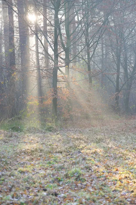Framed Print : Rays of light fall through trees in the mist onto the forest floor