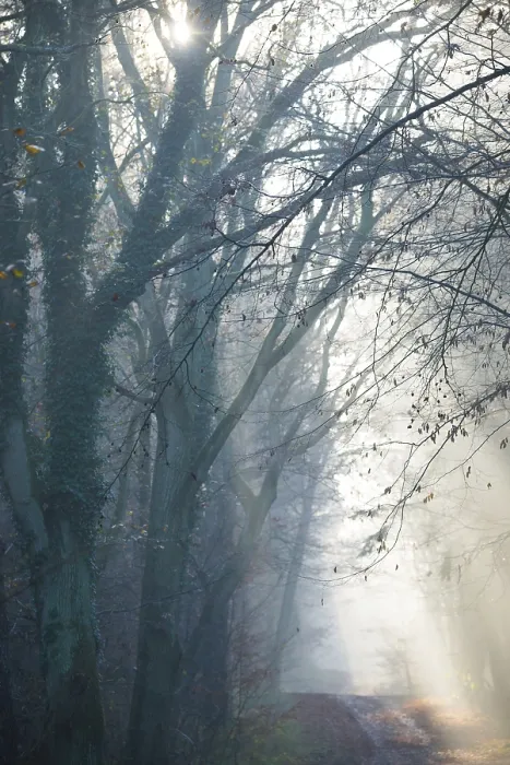 Framed Print : Rays of light in a foggy forest illuminate a path