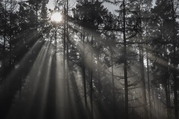 Framed Print : Rays of light in the forest, Emsland Framed Print : Rays of light in the forest, Emsland