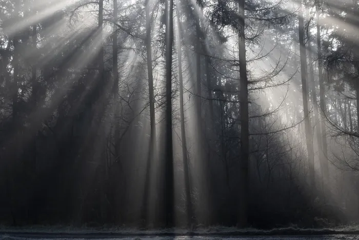 Framed Print : Rays of light in the forest, Emsland