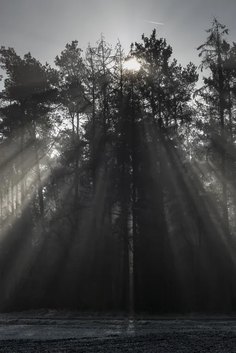 Framed Print : Rays of light in the forest, Emsland Framed Print : Rays of light in the forest, Emsland