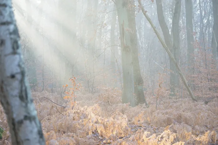 Framed Print : Rays of light penetrate the misty autumn forest