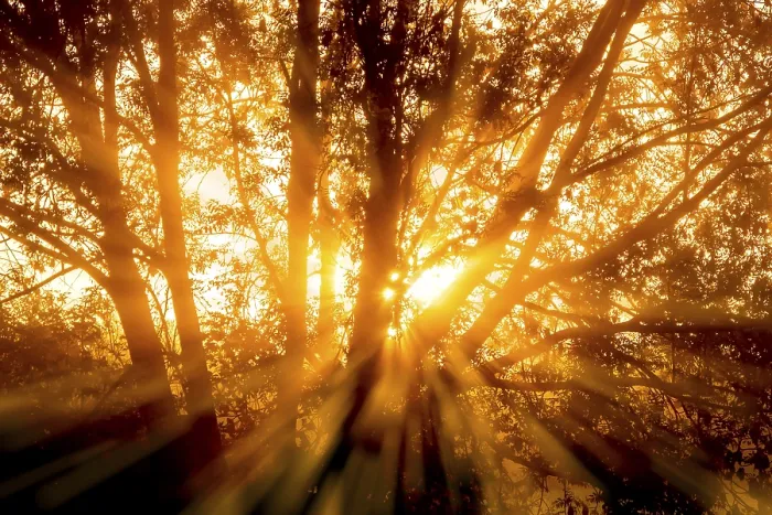 Framed Print : The rays of the morning sun penetrate the trees of a forest Framed Print : The rays of the morning sun penetrate the trees of a forest