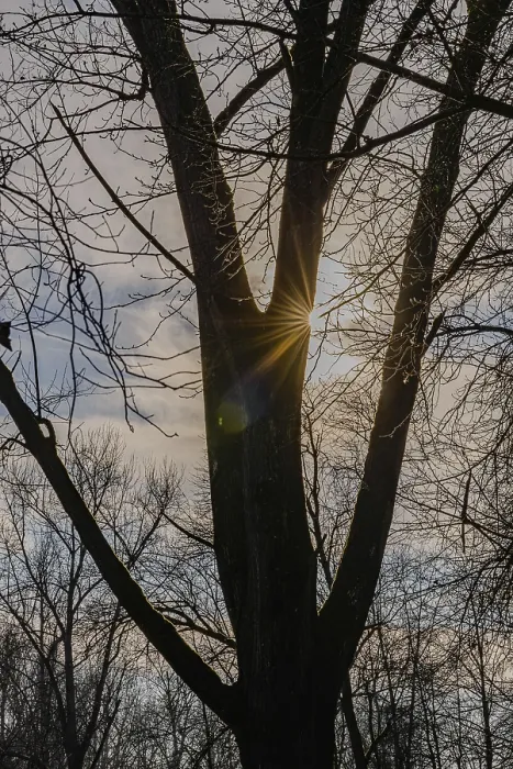 Framed Print : Rays of sunlight break through the branches of a large tree at dusk Framed Print : Rays of sunlight break through the branches of a large tree at dusk