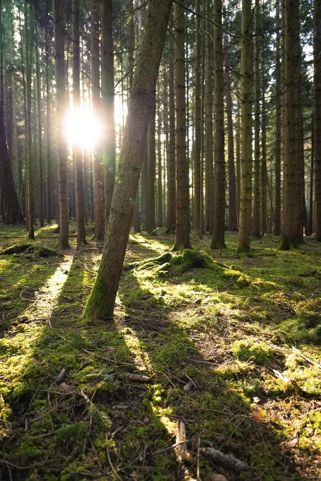 Framed Print : Rays of sunlight break through the tree trunks and create plays of light on the forest floor Framed Print : Rays of sunlight break through the tree trunks and create plays of light on the forest floor