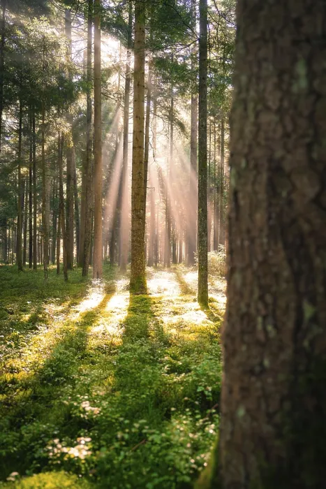 Framed Print : Rays of sunlight penetrate the dense trees of the forest and illuminate the mossy ground