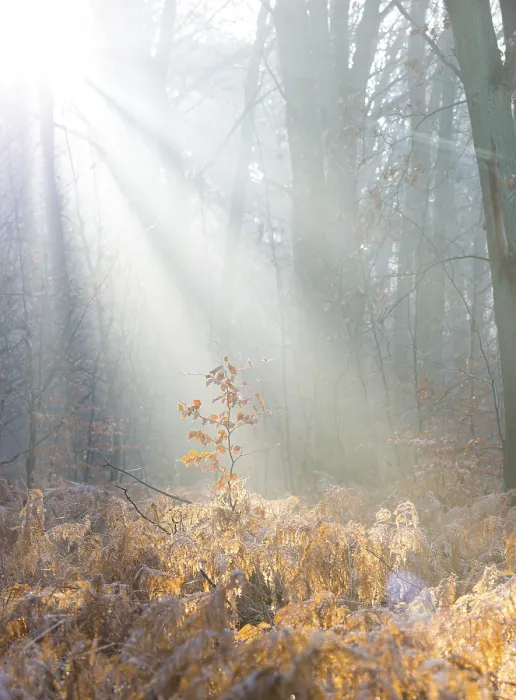 Framed Print : Rays of sunlight penetrate the misty forest