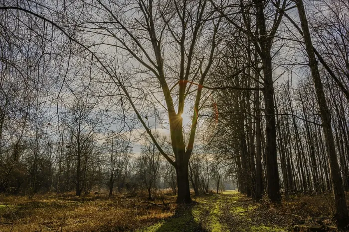 Framed Print : Rays of sunlight shine through a large tree onto a quiet forest path Framed Print : Rays of sunlight shine through a large tree onto a quiet forest path