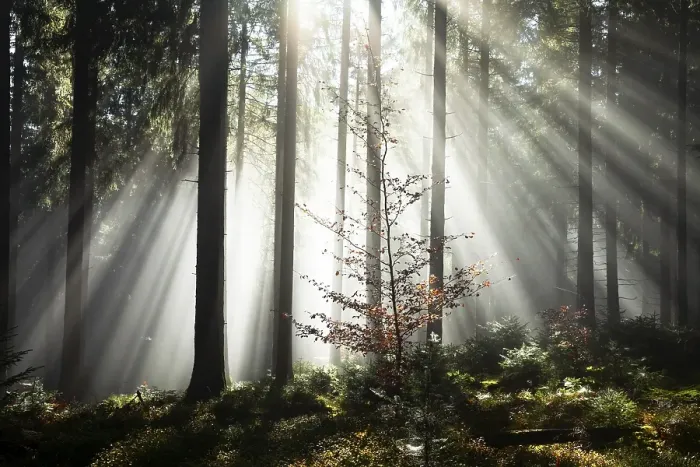 Framed Print : Rays of sunlight shining through trees in fog Framed Print : Rays of sunlight shining through trees in fog