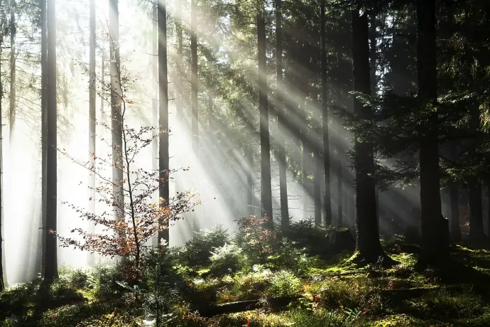 Framed Print : Rays of sunlight shining through trees in fog Framed Print : Rays of sunlight shining through trees in fog