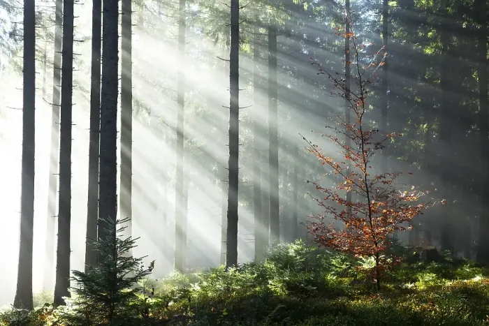 Framed Print : Rays of sunlight shining through trees in fog