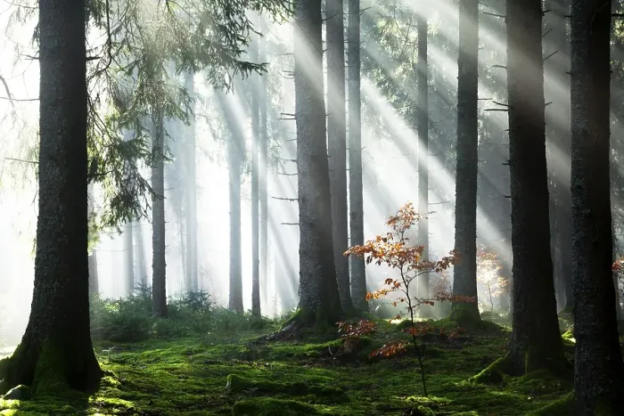 Framed Print : Rays of sunlight shining through trees in fog Framed Print : Rays of sunlight shining through trees in fog