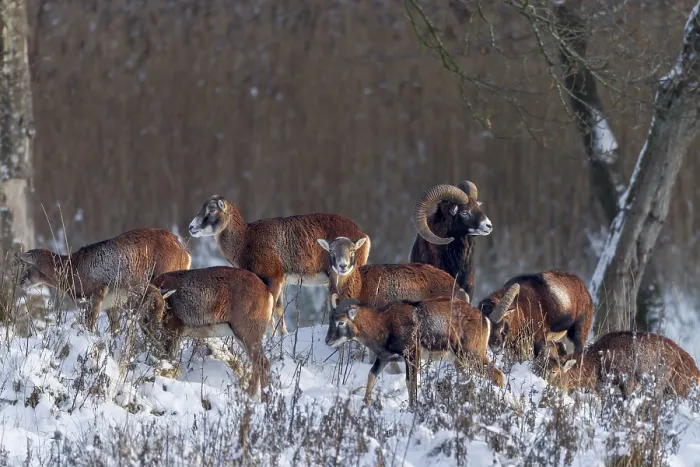 Framed Print : The last rays of the winter sun meet a pack of European mouflon (Ovis gmelini)