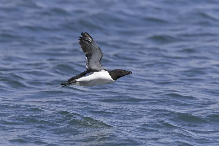 Framed Print : Razorbill (Alca torda) adult, breeding plumage