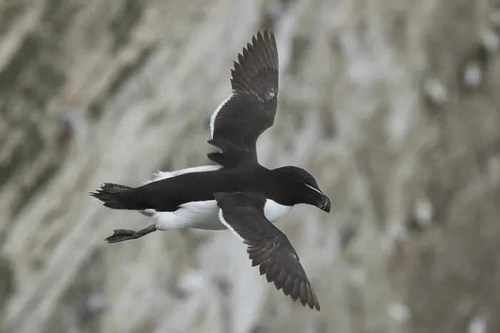 Framed Print : Razorbill (Alca torda) adult seabird bird in flight in summer