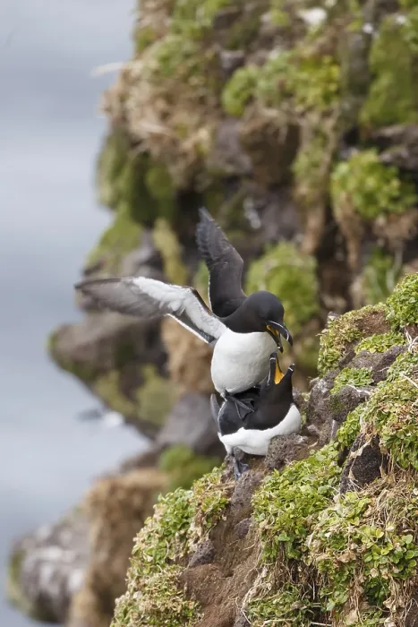 Framed Print : Razorbill (Alca torda islandica) pair mating