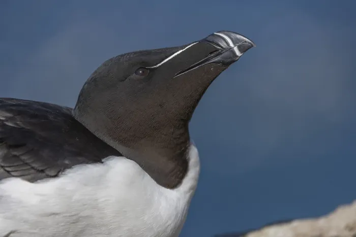 Framed Print : Razorbill (Alca torda), Rock, portrait