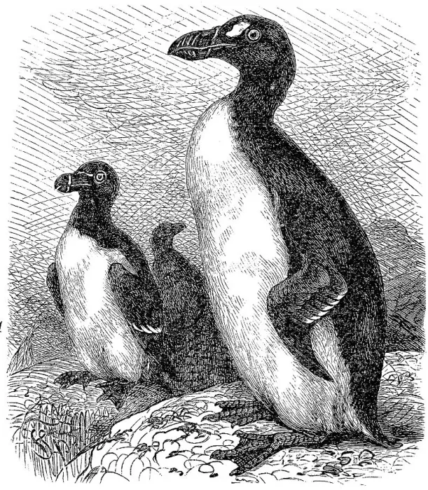 Framed Print : Razorbill (Alca torda), and Spectacled Auk