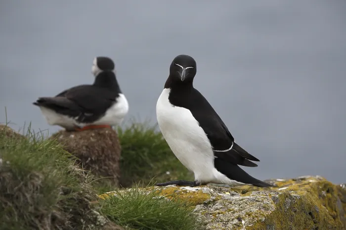 Framed Print : One Razorbill (Alca torda) standing on a coastal cliff in Latrabjarg