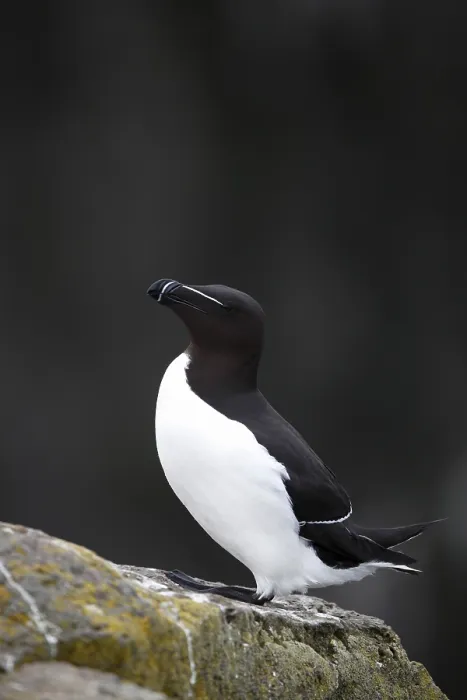 Framed Print : One Razorbill (Alca torda) standing on a coastal cliff in Latrabjarg