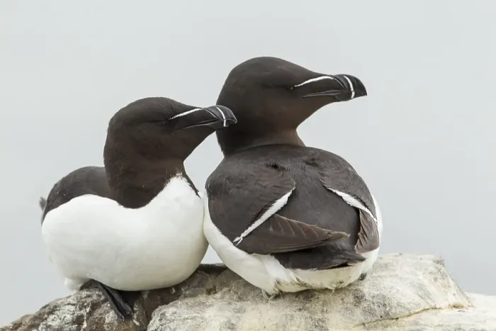 Framed Print : Razorbills (Alca torda), Farne Islands Framed Print : Razorbills (Alca torda), Farne Islands