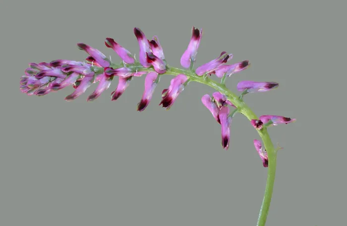 Framed Print : Real earth smoke Fumaria officinalis' Real earth smoke Fumaria officinalis