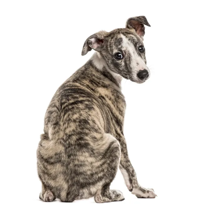 Framed Print : Rear view of a whippet looking backwards