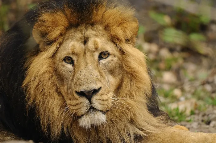 Framed Print : A reclining lion with a magnificent mane looks attentively into the camera Framed Print : A reclining lion with a magnificent mane looks attentively into the camera