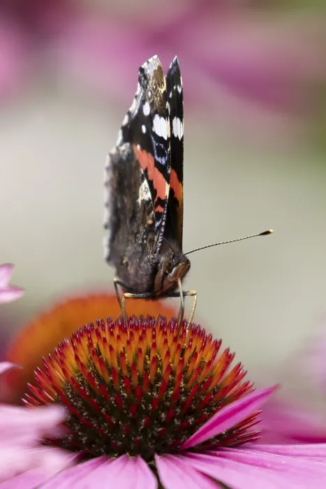 Framed Print : Red admiral butterfly (Vanessa atalanta) adult insect feeding on a garden purple Coneflower (Echinacea purpurea)