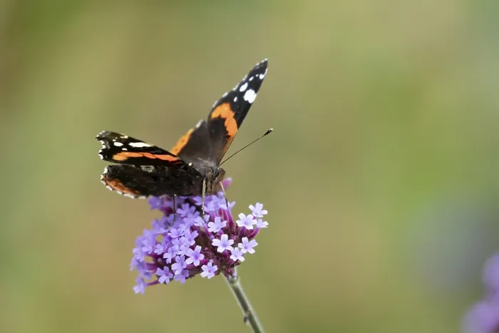 Framed Print : Red admiral butterfly (Vanessa atalanta) adult insect feeding on garden Verbena bonariensis flowers in summer
