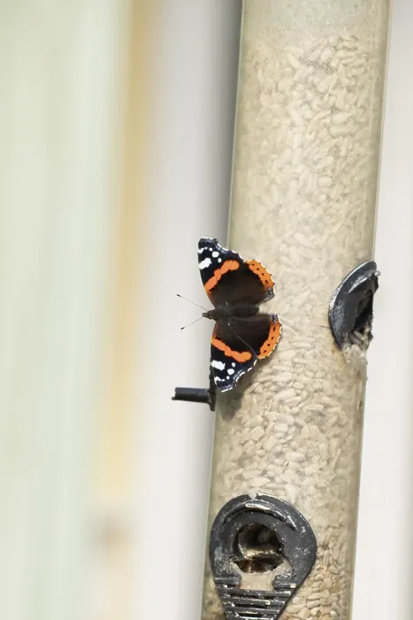 Framed Print : Red admiral butterfly (Vanessa atalanta) adult insect resting on a garden bird seed feeder