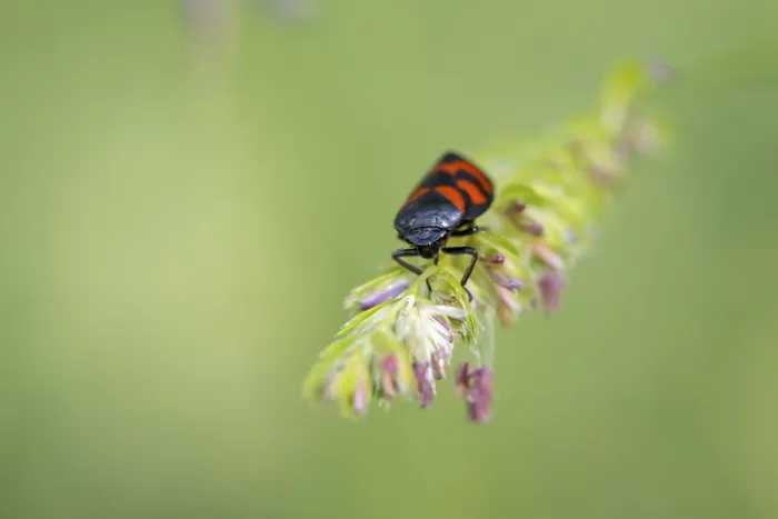 Framed Print : Red-and-black froghopper ( Cercopis vulnerata) on a blade of grass