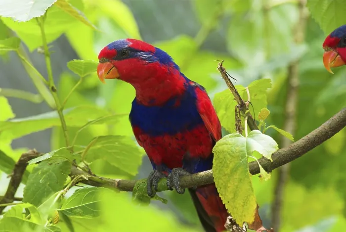Framed Print : Red-and-blue lory, Moluccas (Eos histrio)